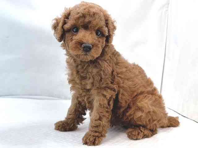 大阪府のトイプードル(トイ) (ひごペットフレンドリー堺プラットプラット店/2026年1月18日生まれ/女の子/レッドフォーン)の子犬の2枚目の画像