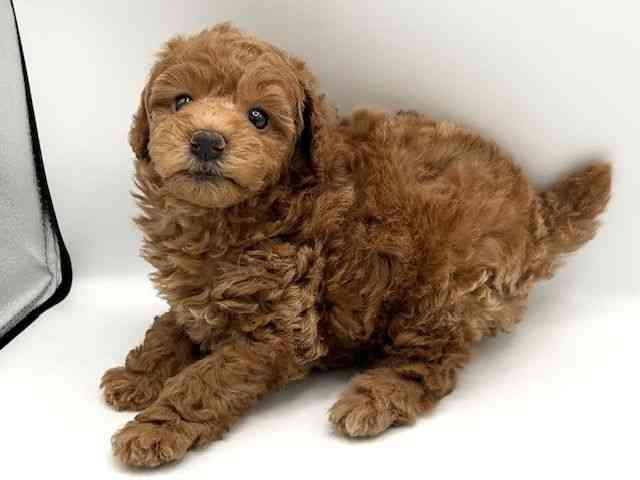 京都府のトイプードル(トイ) (ひごペットフレンドリーイオンモール高の原店/2026年1月18日生まれ/男の子/レッドフォーン)の子犬の2枚目の画像