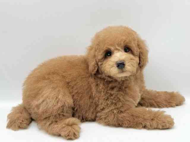 京都府のトイプードル(トイ) (ひごペットフレンドリーイオンモール高の原店/2026年1月18日生まれ/男の子/レッドフォーン)の子犬の2枚目の画像