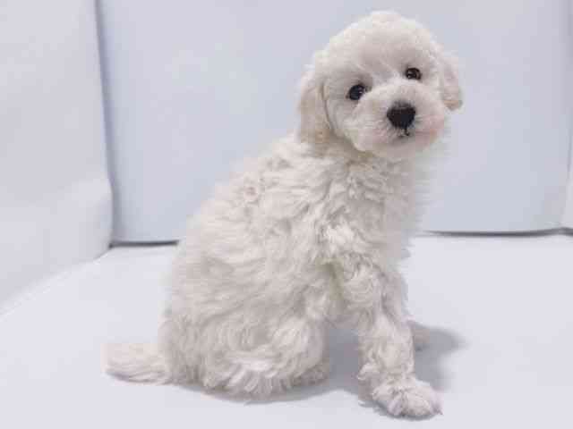 大阪府のトイプードル(トイ) (ひごペットフレンドリーイズミヤショッピングセンター千里丘店/2026年1月19日生まれ/男の子/ホワイト)の子犬の2枚目の画像