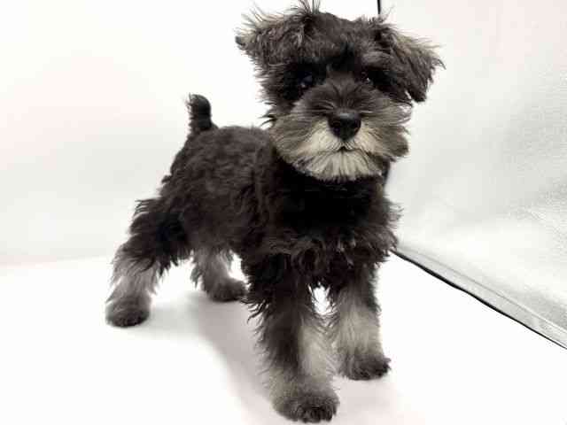 愛知県のミニチュアシュナウザー (ひごペットフレンドリープライムツリー赤池店/2026年1月18日生まれ/男の子/ソルトペッパー)の子犬の2枚目の画像