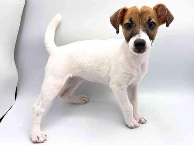 奈良県のジャックラッセルテリア (ひごペットフレンドリー田原本店/2026年1月18日生まれ/女の子/ホワイトタン)の子犬の2枚目の画像