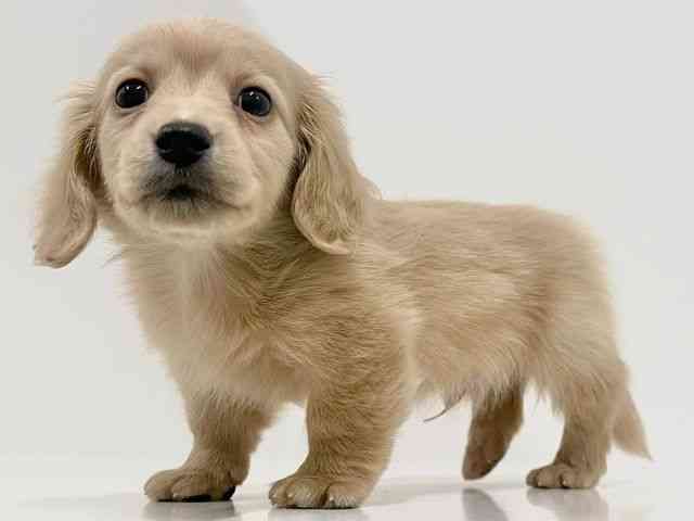 奈良県のカニンヘンダックスフンド(ロング) (ひごペットフレンドリーイオンモール橿原ウエスト・ビレッジ店/2026年1月15日生まれ/男の子/イエロー)の子犬の2枚目の画像