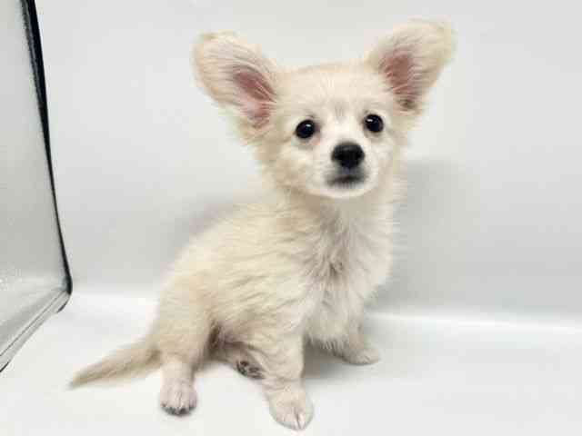 大阪府のポメックス(ポメラニアン×ダックス) (ひごペットフレンドリーイオンタウン豊中庄内店/2026年1月17日生まれ/男の子/クリーム)の子犬の2枚目の画像