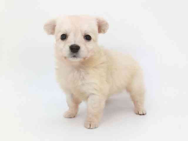 大阪府のポメックス(ポメラニアン×ダックス) (ひごペットフレンドリー泉ヶ丘店/2026年1月17日生まれ/女の子/クリーム)の子犬の2枚目の画像