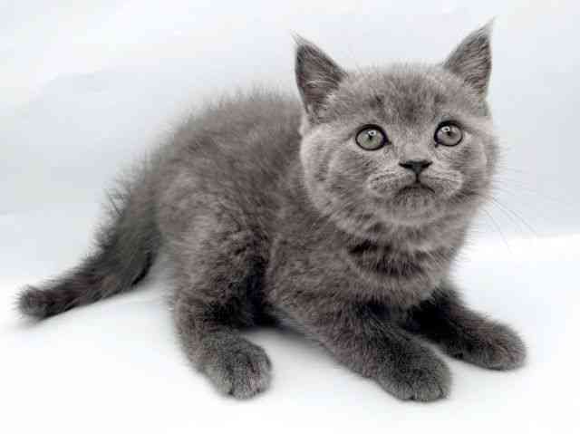 奈良県のブリティッシュショートヘアー (ひごペットフレンドリートナリエ大和高田店/2026年1月17日生まれ/男の子/ブルー)の子猫の2枚目の画像