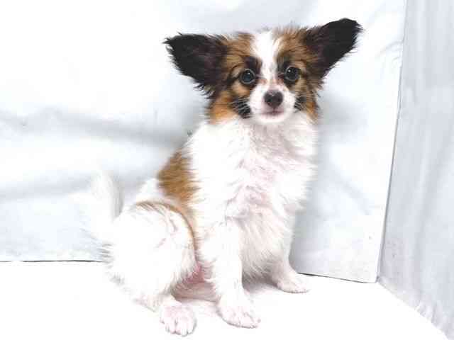 大阪府のパピヨン (ひごペットフレンドリー堺プラットプラット店/2026年1月18日生まれ/男の子/ホワイトブラウン)の子犬の2枚目の画像