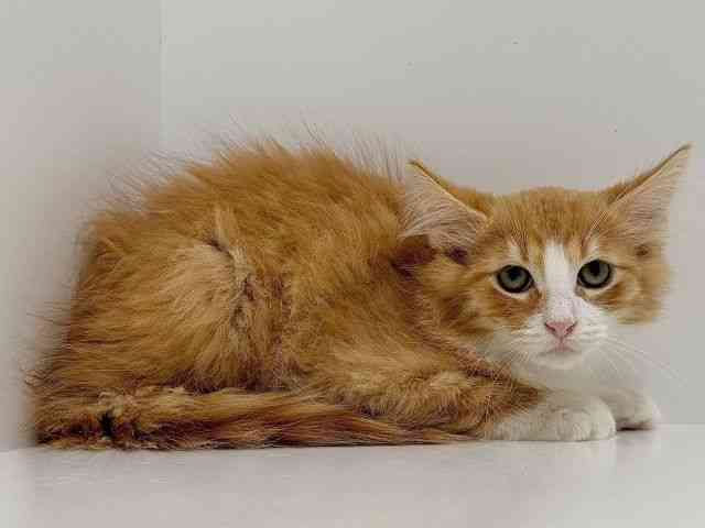 奈良県のノルウェージャンフォレストキャット (ひごペットフレンドリーイオンモール橿原ウエスト・ビレッジ店/2025年12月19日生まれ/男の子/レッドタビーホワイト)の子猫の2枚目の画像