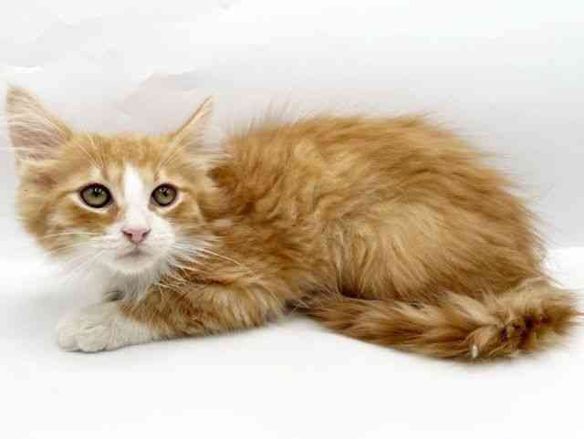 奈良県のノルウェージャンフォレストキャット (ひごペットフレンドリートナリエ大和高田店/2025年12月19日生まれ/男の子/レッドタビーホワイト)の子猫の2枚目の画像