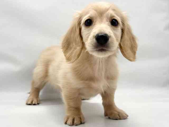 大阪府のミニチュアダックスフンド(ロング) (ひごペットフレンドリー東淀川店/2026年1月17日生まれ/女の子/イエロー)の子犬の2枚目の画像