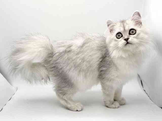 大阪府のペルシャ (ひごペットフレンドリーみのおキューズモール店/2026年1月10日生まれ/女の子/チンチラシルバー)の子猫の2枚目の画像