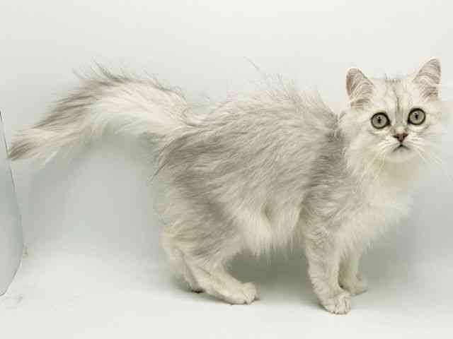 大阪府のペルシャ (ひごペットフレンドリーみのおキューズモール店/2026年1月10日生まれ/女の子/チンチラシルバー)の子猫の2枚目の画像