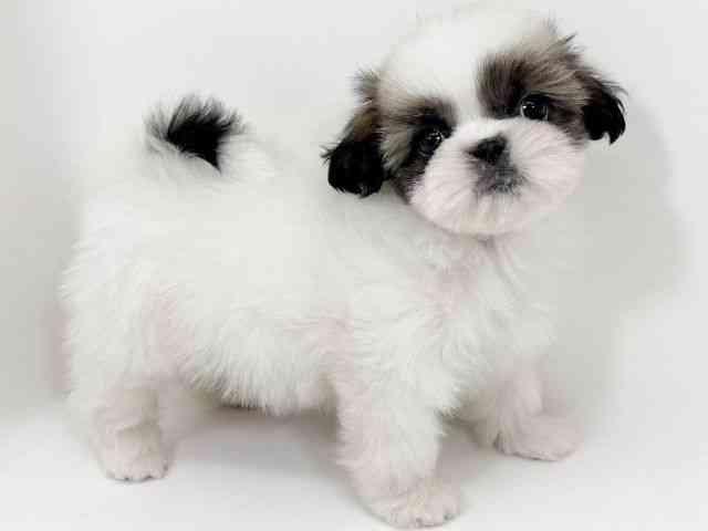 京都府のシーズー (ひごペットフレンドリーイズミヤショッピングセンター八幡店/2026年1月18日生まれ/男の子/ホワイトゴールド)の子犬の2枚目の画像