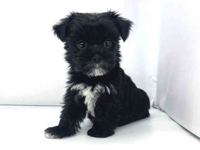 兵庫県のマルキー/マルヨーキー(マルチーズ×ヨークシャーテリア) (ひごペットフレンドリーイオンタウン加古川店/2026年1月18日生まれ/女の子/ブラックホワイト)の子犬の2枚目の画像