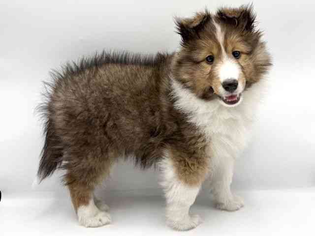 大阪府のシェットランドシープドッグ (ひごペットフレンドリーららぽーとEXPOCITY店/2026年1月19日生まれ/女の子/セーブルホワイト)の子犬の2枚目の画像