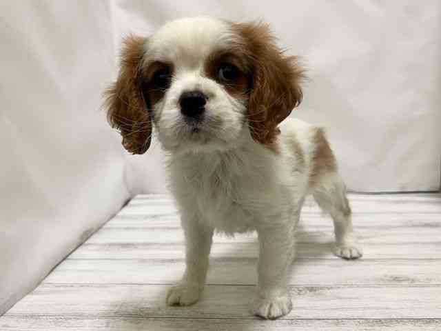 和歌山県のキャバリアキングチャールズスパニエル (ひごペットフレンドリーパームシティ和歌山店/2026年1月18日生まれ/男の子/ブレンハイム)の子犬の2枚目の画像
