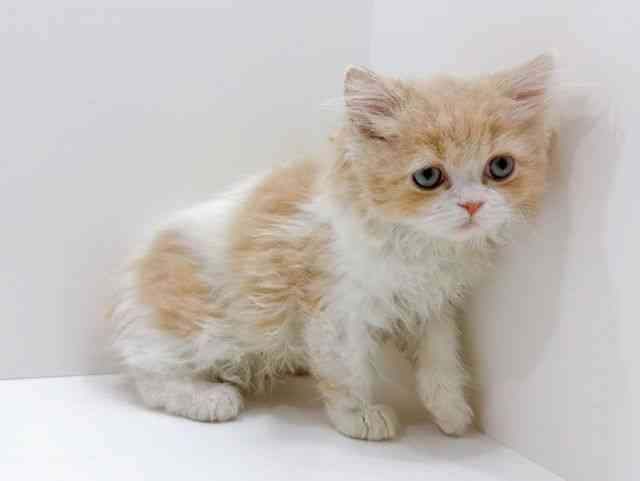 広島県のスコティッシュフォールド (ひごペットフレンドリーフジグラン神辺店/2026年1月12日生まれ/女の子/クリームタビーホワイト)の子猫の2枚目の画像