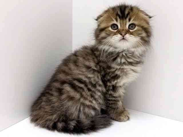 大阪府のスコティッシュフォールド (ひごペットフレンドリーくずはモール店/2026年1月12日生まれ/女の子/ブラウンタビーホワイト)の子猫の2枚目の画像