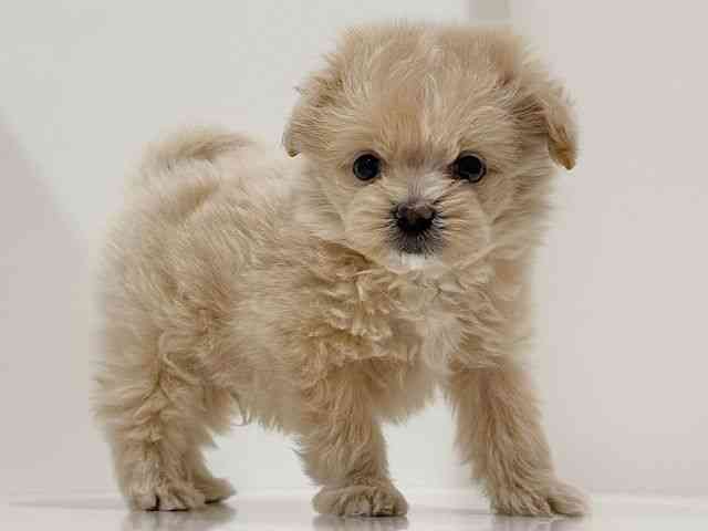 奈良県のポメプー(ポメラニアン×プードル) (ひごペットフレンドリーイオンモール橿原ウエスト・ビレッジ店/2026年1月18日生まれ/男の子/クリーム)の子犬の2枚目の画像