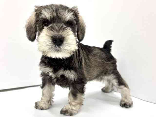 大阪府のミニチュアシュナウザー (ひごペットフレンドリーイオンタウン茨木太田店/2026年1月18日生まれ/女の子/ソルトペッパー)の子犬の2枚目の画像