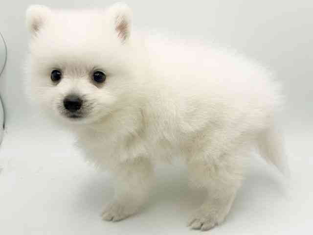 大阪府の日本スピッツ (ひごペットフレンドリーみのおキューズモール店/2026年1月18日生まれ/男の子/ホワイト)の子犬の2枚目の画像