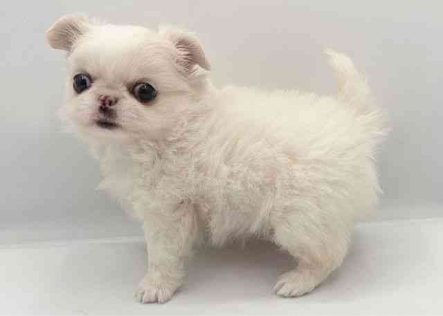 島根県のチワペキ/ペキチー/ペキチワ(チワワ×ペキニーズ) (ひごペットフレンドリーイオン松江ショッピングセンター店/2026年1月12日生まれ/女の子/ホワイト)の子犬の2枚目の画像