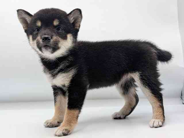 香川県の柴犬(標準サイズ) (ひごペットフレンドリーゆめタウン高松店/2026年1月18日生まれ/女の子/黒)の子犬の2枚目の画像