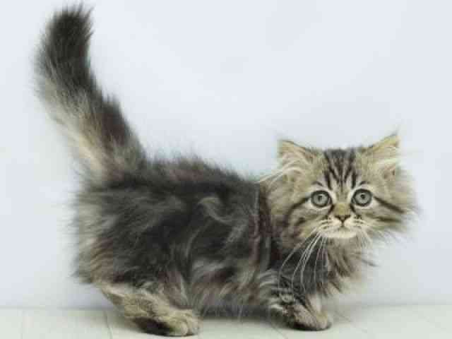 福岡県のマンチカン (ひごペットフレンドリーゆめタウン筑紫野店/2026年1月9日生まれ/女の子/ブラウンタビー)の子猫の2枚目の画像