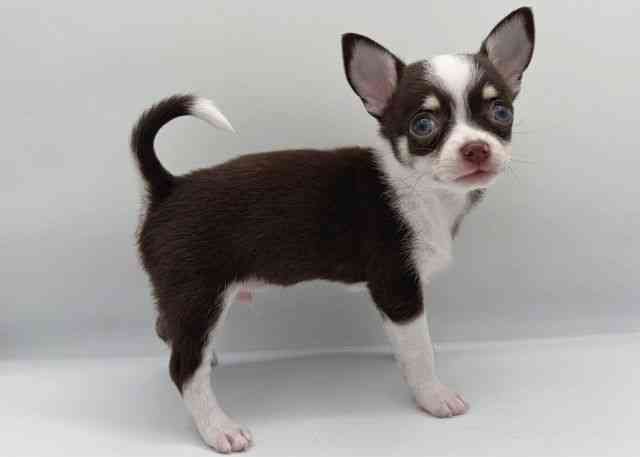 島根県のチワワ(スムース) (ひごペットフレンドリーイオン松江ショッピングセンター店/2026年1月13日生まれ/男の子/チョコレートタンホワイト)の子犬の2枚目の画像