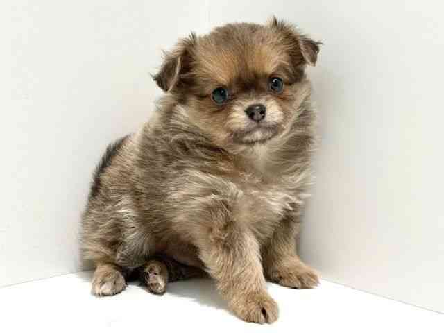 大阪府のポメチワ/チワポメ/ポメチー(ポメラニアン×チワワ) (ひごペットフレンドリーイオン高槻店/2026年1月19日生まれ/男の子/ブルーフォーン)の子犬の2枚目の画像