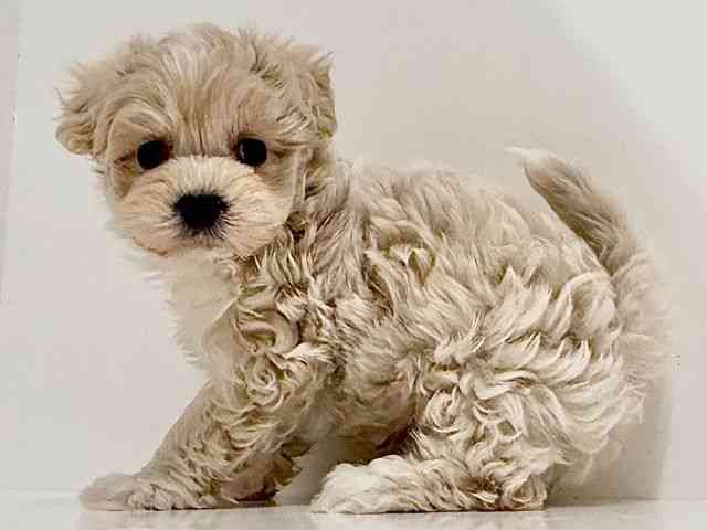 奈良県のキャバプー(キャバリア×プードル) (ひごペットフレンドリーイオンモール橿原ウエスト・ビレッジ店/2026年1月18日生まれ/男の子/クリームホワイト)の子犬の2枚目の画像