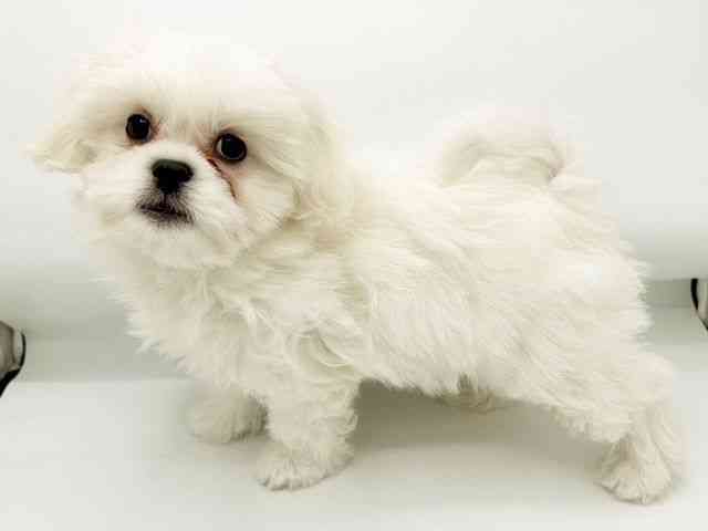 兵庫県のハーフ犬・ミックス犬 (ひごペットフレンドリーコロワ甲子園店/2026年1月10日生まれ/男の子/ホワイト)の子犬の2枚目の画像