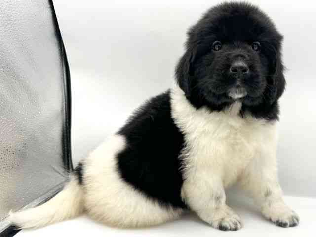 大阪府のニューファンドランド (ひごペットフレンドリーららぽーとEXPOCITY店/2026年1月20日生まれ/女の子/ランドシーア)の子犬の2枚目の画像