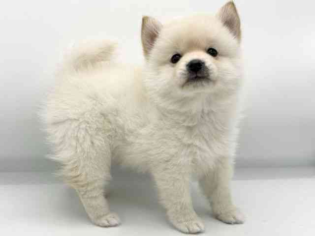 大阪府のポメ柴/豆ポメ/ポメ豆柴(ポメラニアン×柴犬) (ひごペットフレンドリーららぽーとEXPOCITY店/2026年1月18日生まれ/女の子/白)の子犬の2枚目の画像