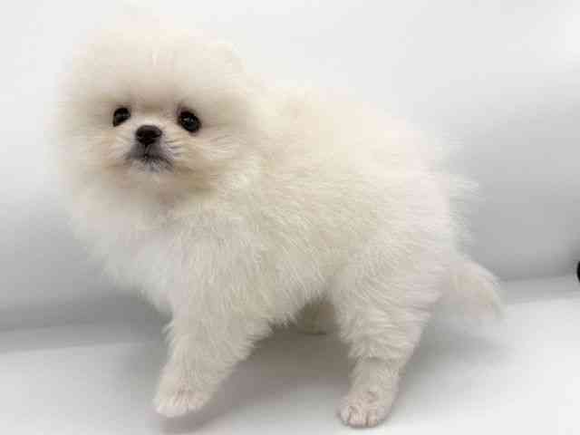 大阪府のポメラニアン (ひごペットフレンドリーららぽーとEXPOCITY店/2026年1月20日生まれ/男の子/クリーム)の子犬の2枚目の画像