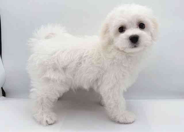 島根県のビションフリーゼ (ひごペットフレンドリーイオン松江ショッピングセンター店/2026年1月12日生まれ/男の子/ホワイト)の子犬の2枚目の画像