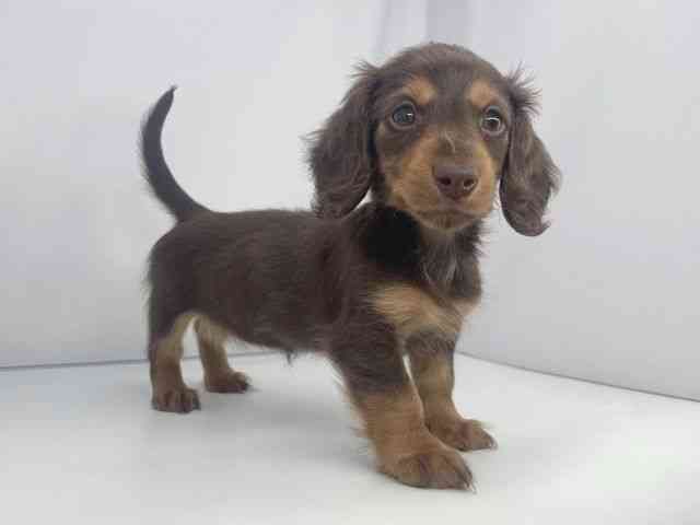 兵庫県のミニチュアダックスフンド(ロング) (ひごペットフレンドリーイオンタウン加古川店/2026年1月19日生まれ/女の子/チョコレートタン)の子犬の2枚目の画像