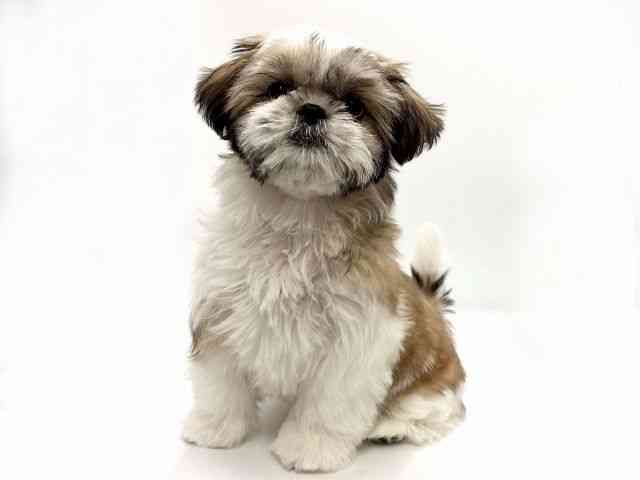 愛知県のシーズー (ひごペットフレンドリープライムツリー赤池店/2026年1月17日生まれ/女の子/ゴールドホワイト)の子犬の2枚目の画像