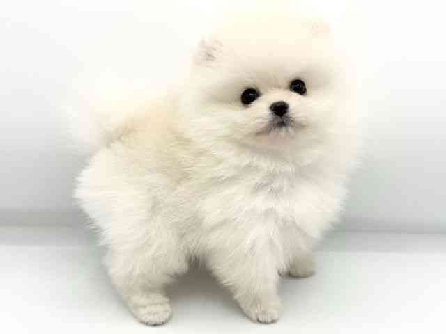 大阪府のポメラニアン (ひごペットフレンドリーららぽーとEXPOCITY店/2026年1月16日生まれ/男の子/クリーム)の子犬の2枚目の画像