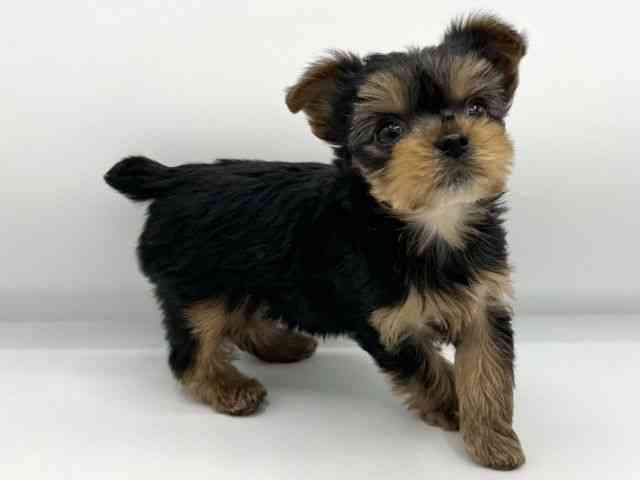 大阪府のヨークシャーテリア (ひごペットフレンドリーららぽーとEXPOCITY店/2026年1月18日生まれ/女の子/スチールブルータン)の子犬の2枚目の画像