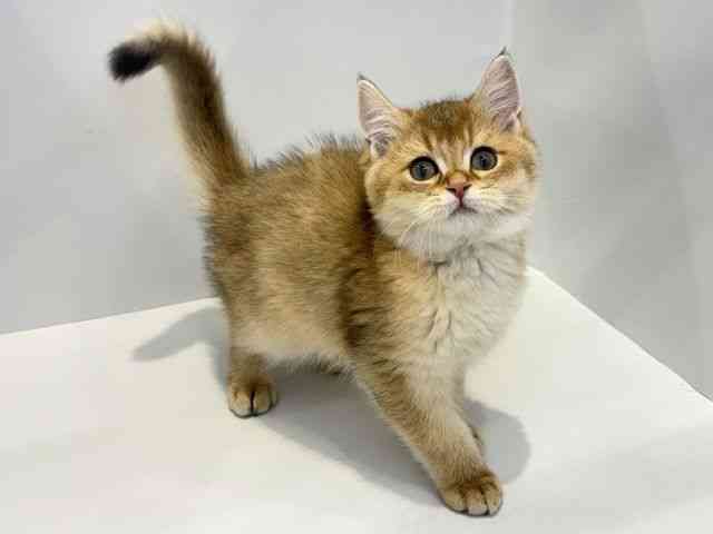 大阪府のブリティッシュショートヘアー (ひごペットフレンドリーセブンパーク天美店/2026年1月20日生まれ/男の子/ゴールデン)の子猫の2枚目の画像