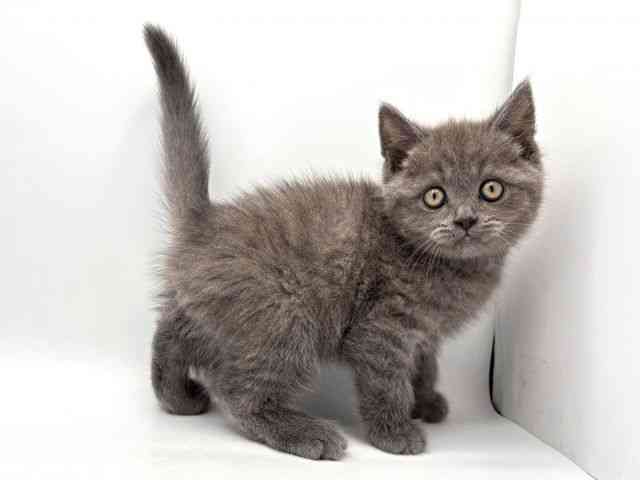 奈良県のスコティッシュフォールド (ひごペットフレンドリー田原本店/2026年1月20日生まれ/男の子/ブルー)の子猫の2枚目の画像