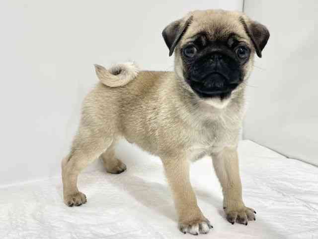 高知県のパグ (ひごペットフレンドリーイオンモール高知店/2026年1月22日生まれ/男の子/フォーン)の子犬の2枚目の画像