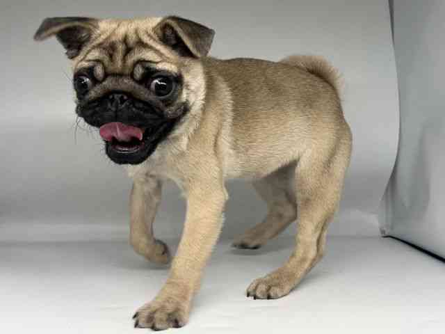 徳島県のパグ (ひごペットフレンドリーゆめタウン徳島店/2026年1月22日生まれ/女の子/フォーン)の子犬の2枚目の画像