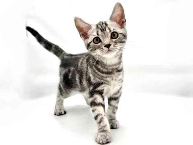 大阪府のアメリカンショートヘアー (ひごペットフレンドリー東淀川店/2026年1月11日生まれ/男の子/シルバータビー)の子猫の2枚目の画像