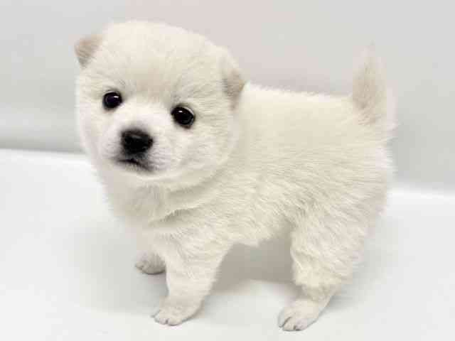 大阪府のチワ柴/柴チワ/チワシバ(チワワ×柴) (ひごペットフレンドリーイオンタウン豊中庄内店/2026年1月25日生まれ/女の子/クリーム)の子犬の2枚目の画像