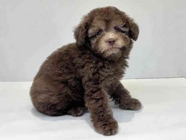 大阪府のトイプードル(トイ) (ひごペットフレンドリーセブンパーク天美店/2026年1月25日生まれ/男の子/シルバーベージュ)の子犬の2枚目の画像