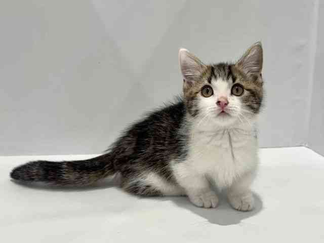 大阪府のミヌエット (ひごペットフレンドリーセブンパーク天美店/2025年12月30日生まれ/男の子/ブラウンタビーホワイト)の子猫の2枚目の画像