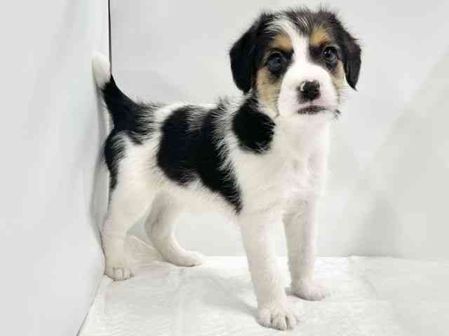 高知県のジャックラッセルテリア (ひごペットフレンドリーイオンモール高知店/2026年1月24日生まれ/女の子/ホワイトブラックタン)の子犬の2枚目の画像