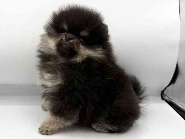 大阪府のポメラニアン (ひごペットフレンドリーららぽーとEXPOCITY店/2026年1月24日生まれ/女の子/ブラックタン)の子犬の2枚目の画像